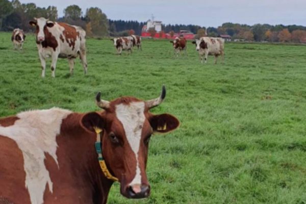 Kühe der Familie Strüven auf der Weide mit Kanalblick.